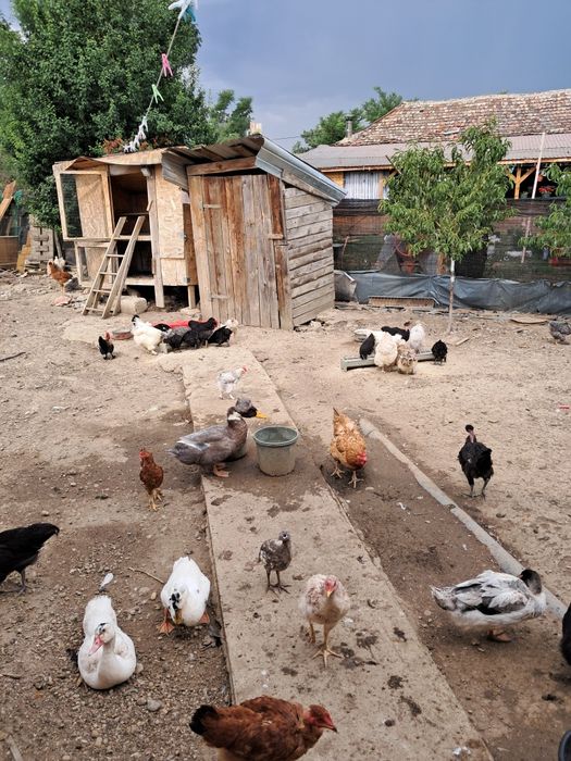 Gaini, pui si rațe de vanzare