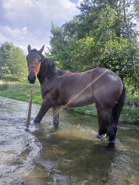 De vânzare  negociabil