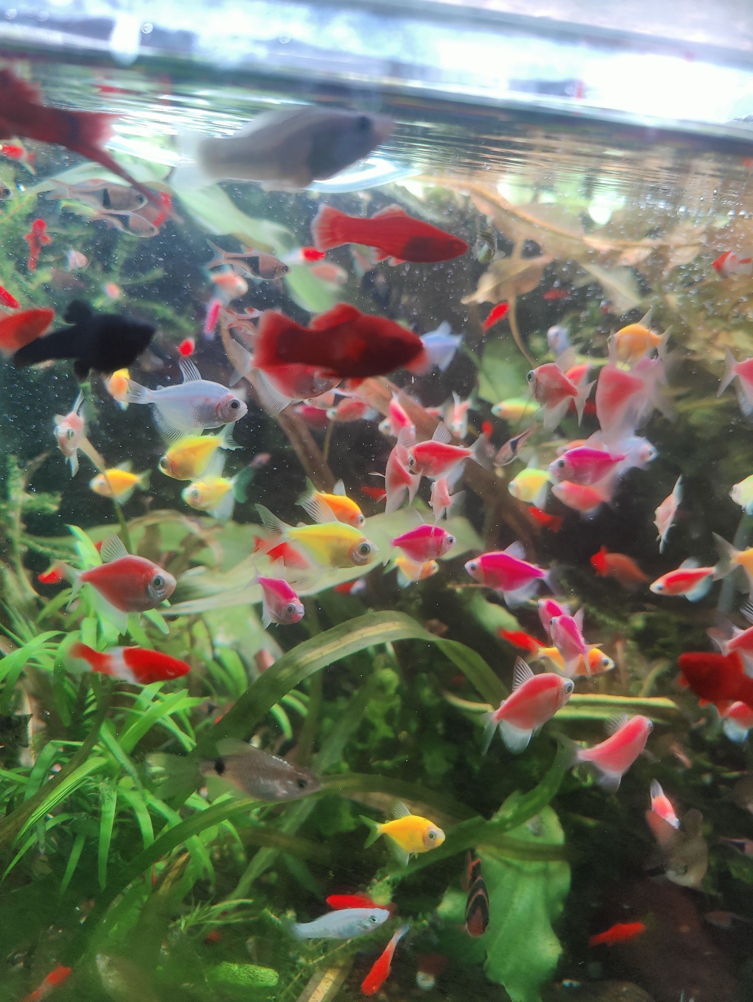 Pesti  acvariu diverse specii