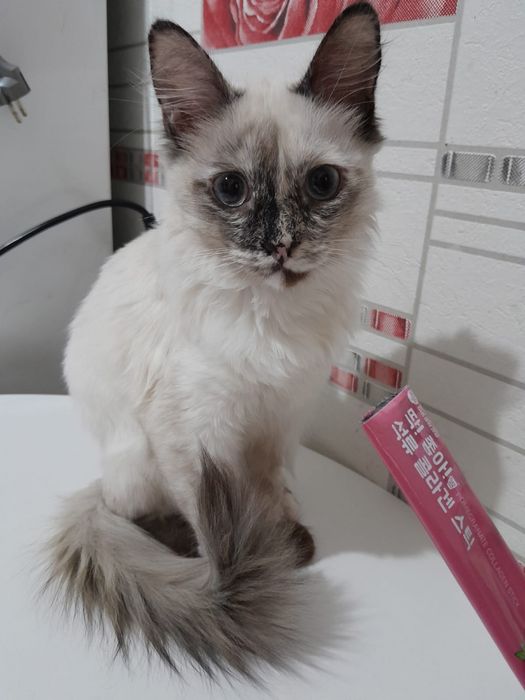 Отдам в добрые руки