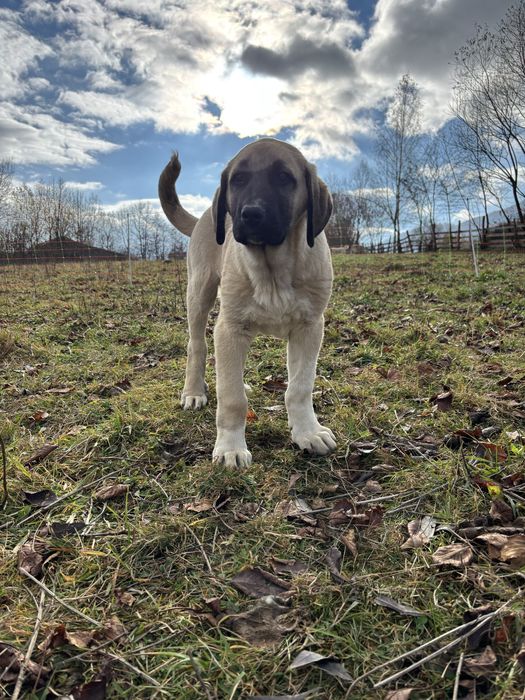 Kangal Malakli Pedigree FCI