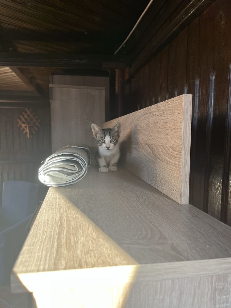 Ofer spre adoptie pisicuti