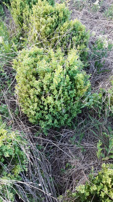 Buxus pentru gard viu și solitari.