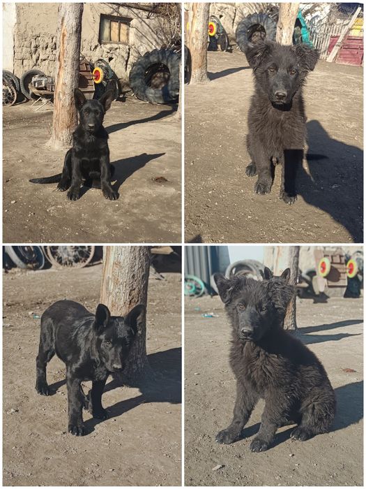 Продам щенят немецкой овчарки