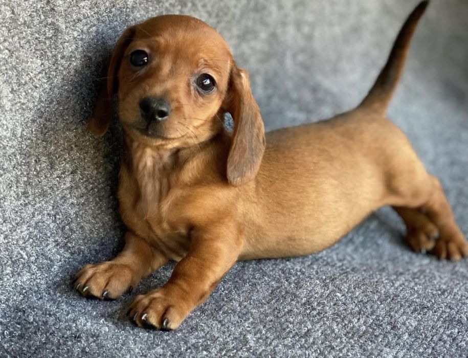 Teckel red mini 1200 lei