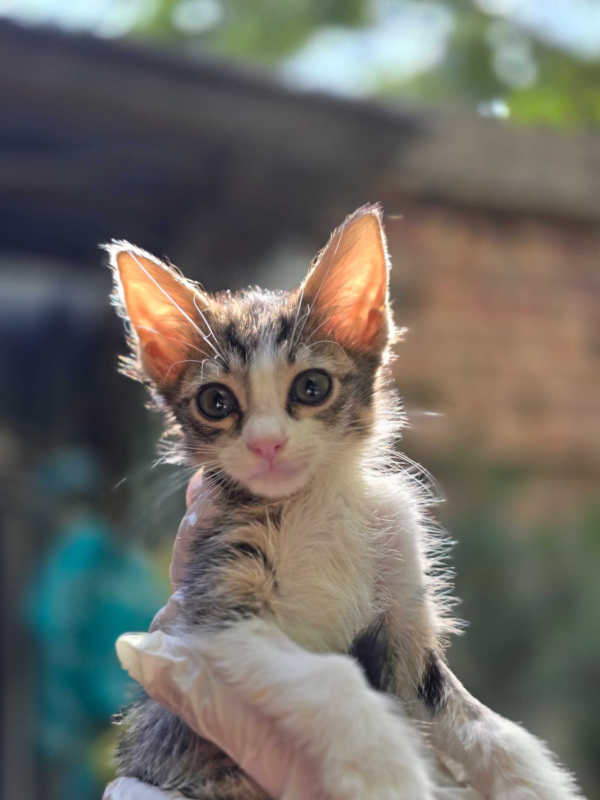 Котята, 1-2 месяца