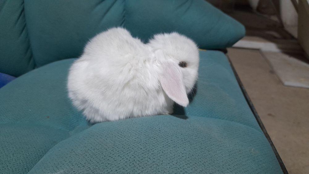 Продаётся декоративные карликовые кролики срочно