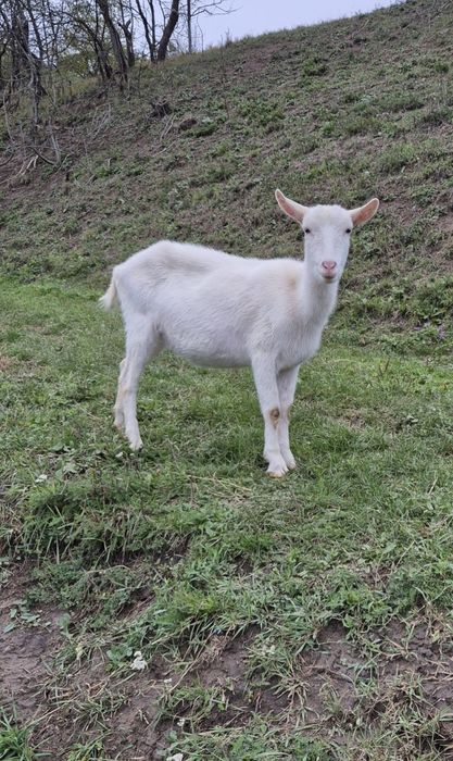 Capră sanenn de rasă