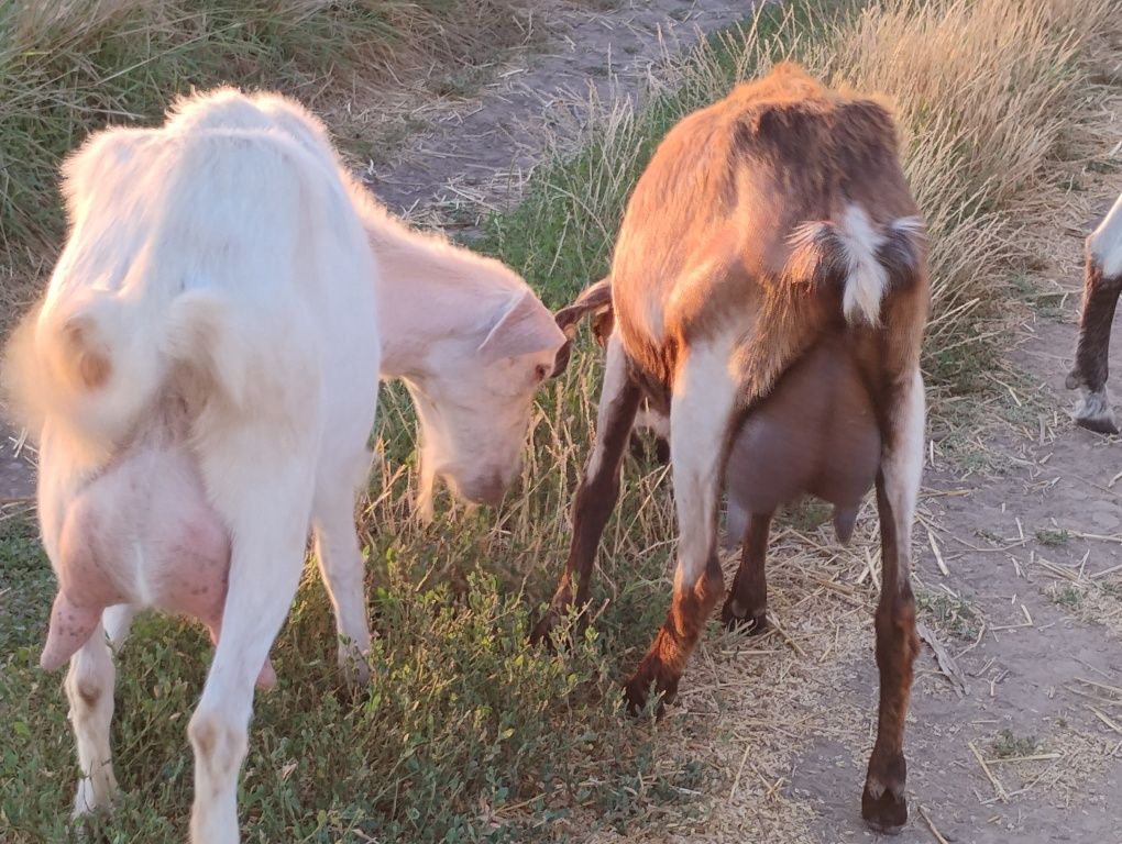 Capre de vanzare Turnu Magurele