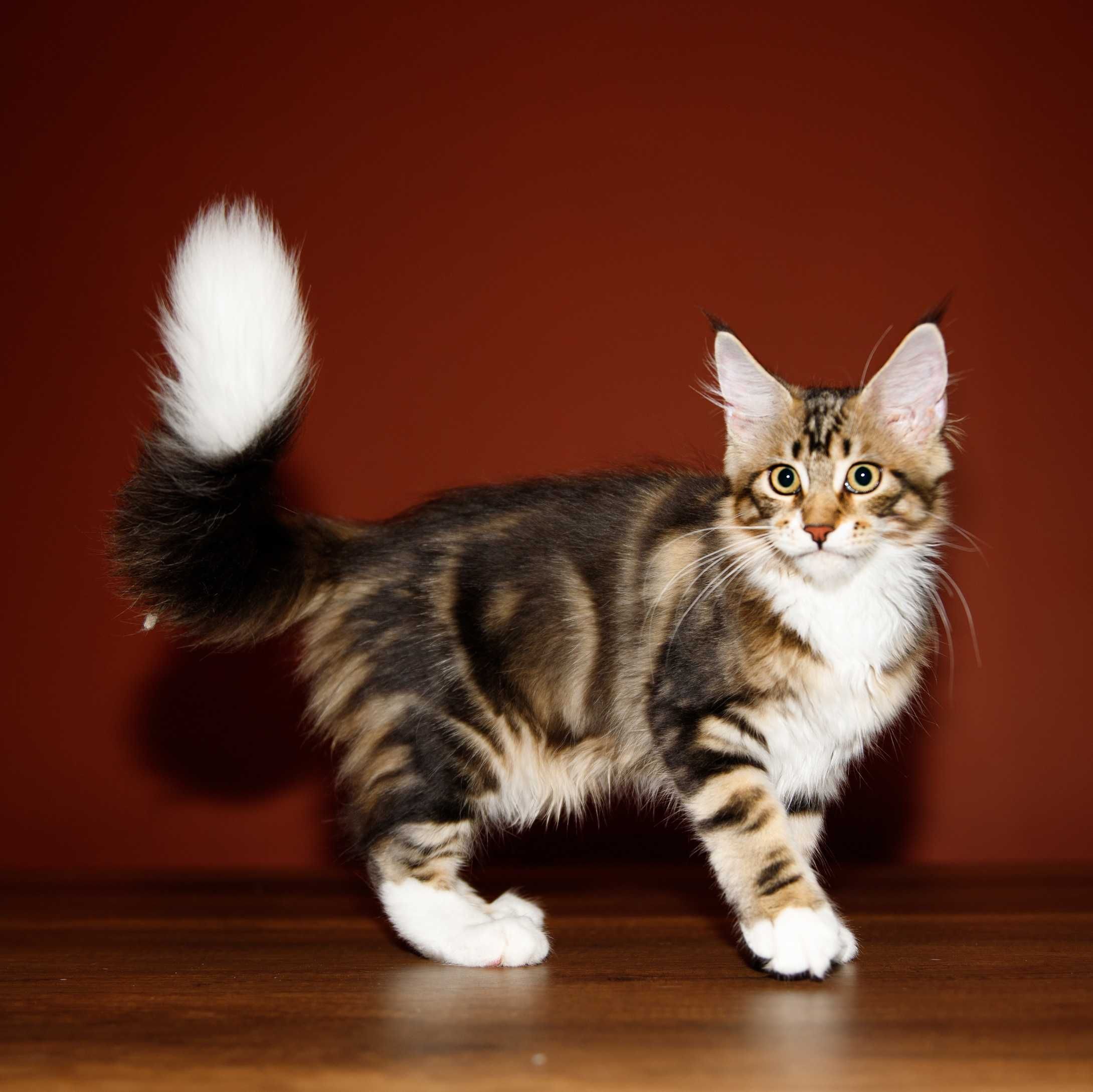 Роскошные котята мейн кун из питомника Mainemarie