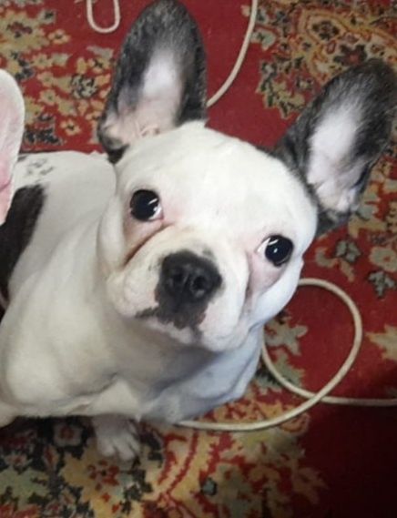 Продам недорого француженку молоденькую