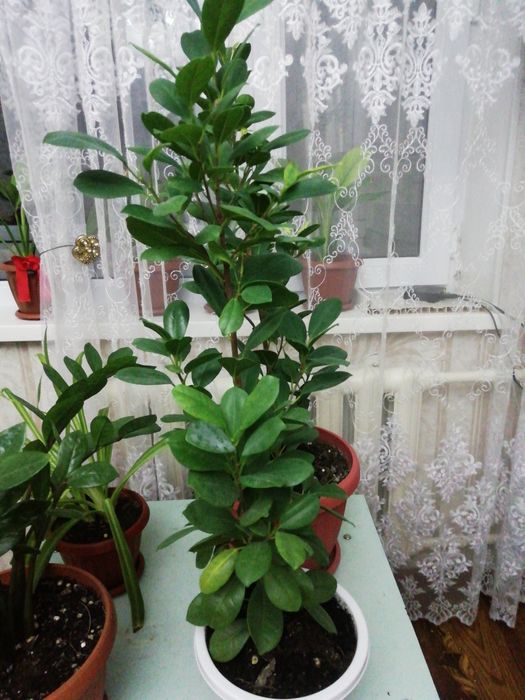 Комнатные растения