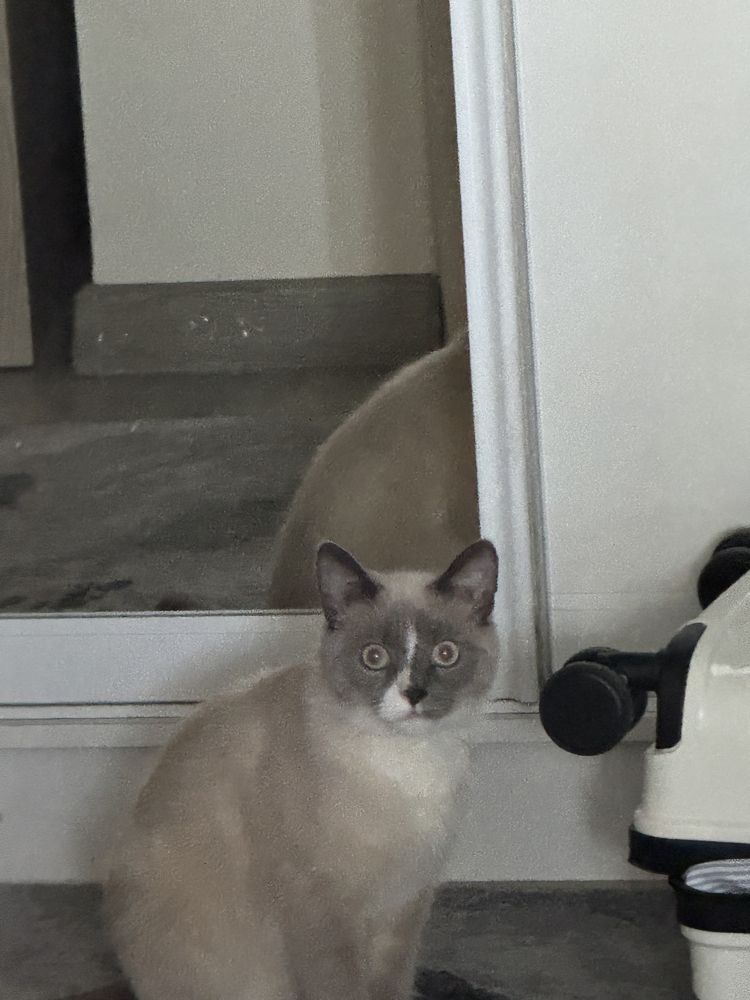 Кот Сиамский ласковый, Кокос