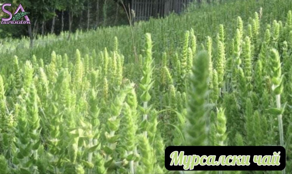 Лавровишна,Лавандула,Маслодайни рози,Мурсалски чай…