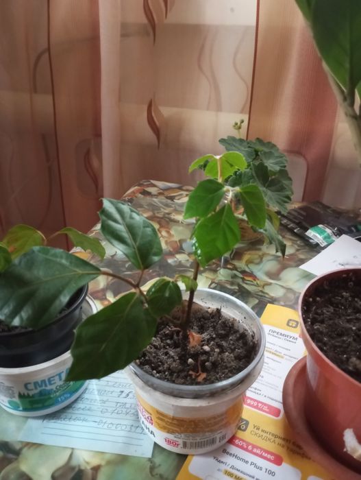 Продам цветы комнатные