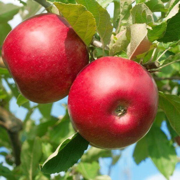 Pomi fructiferi deosebiti  Mar Red Melba