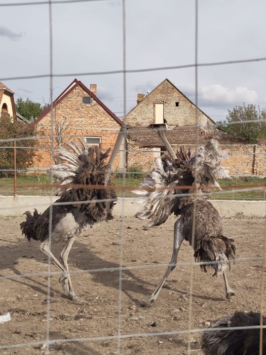 Vând familii de struți