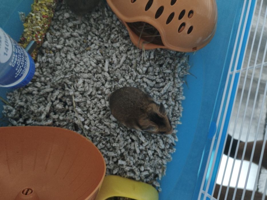 Donez hamster sex Mascul