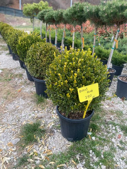 Plante ornamentale atractive pentru colțuri speciale