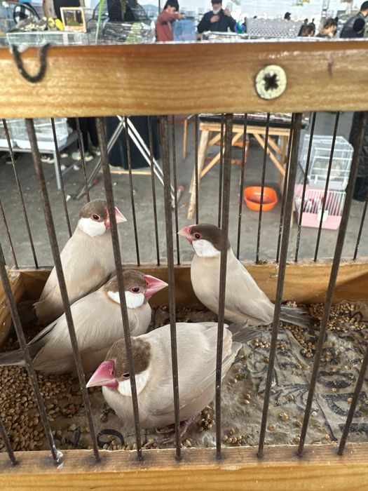 Рисовый Амадин 2 пары дешево