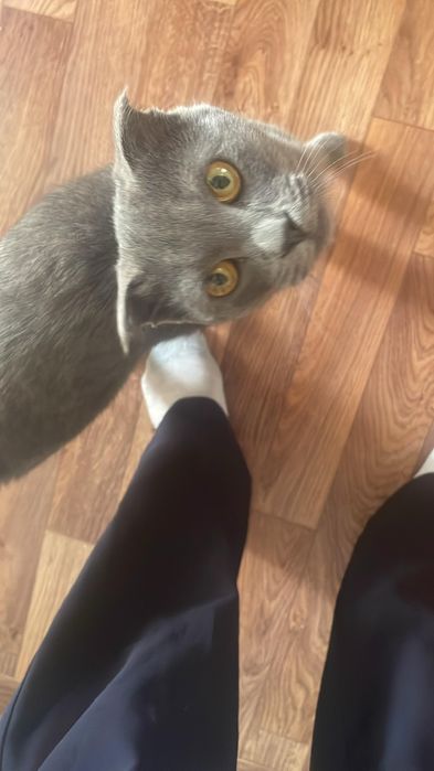 Продаю кота домашний