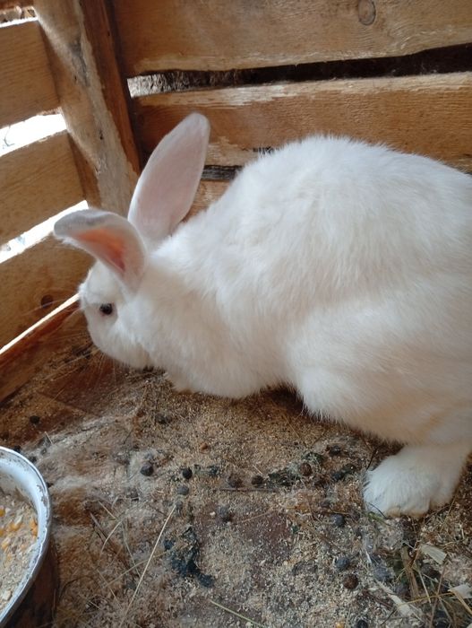 Iepuroi de vânzare!