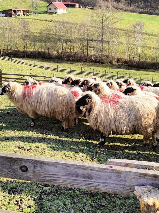 Disponibile oi breze