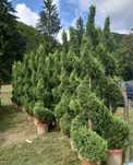 Tuia.Plante ornamentale,specialitati.palmieri.tot ce apartine de curte