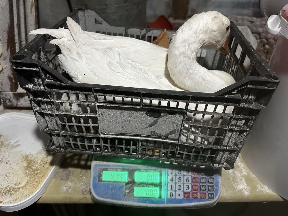 Vand gaste tinere au in jur de 3 si 5 kg