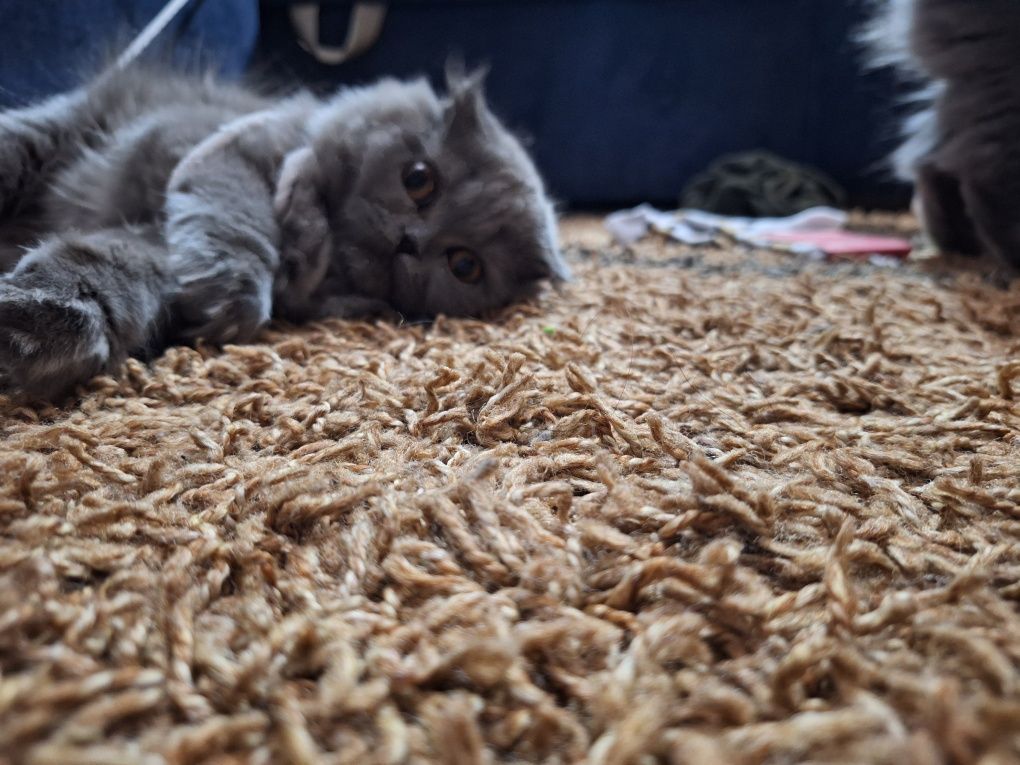 Скоттиш страйт ,Скоттиш фолд