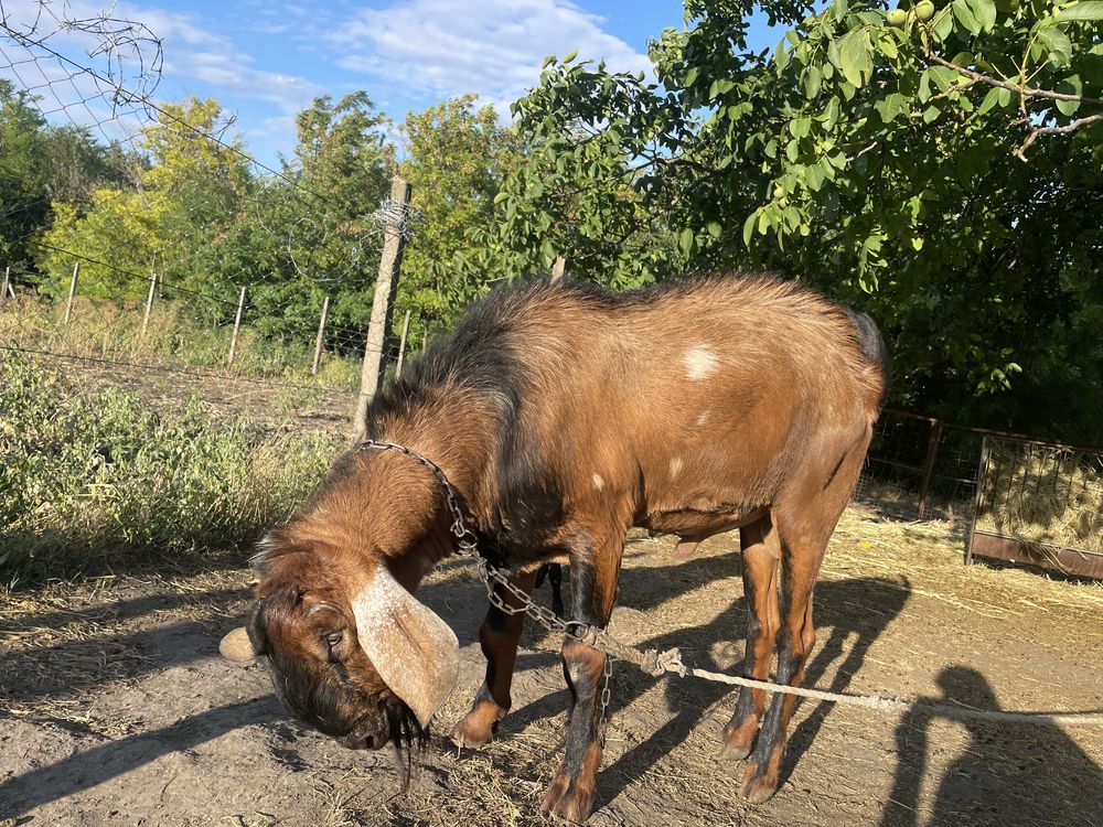 Vand țap din rasa ANGLONUBIAN sau schimb cu OI