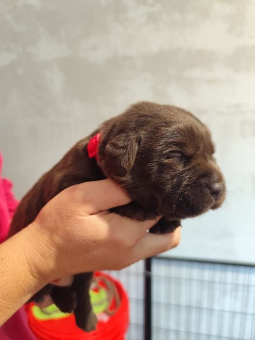 Pui Labrador ciocolatiu cu Pedigree