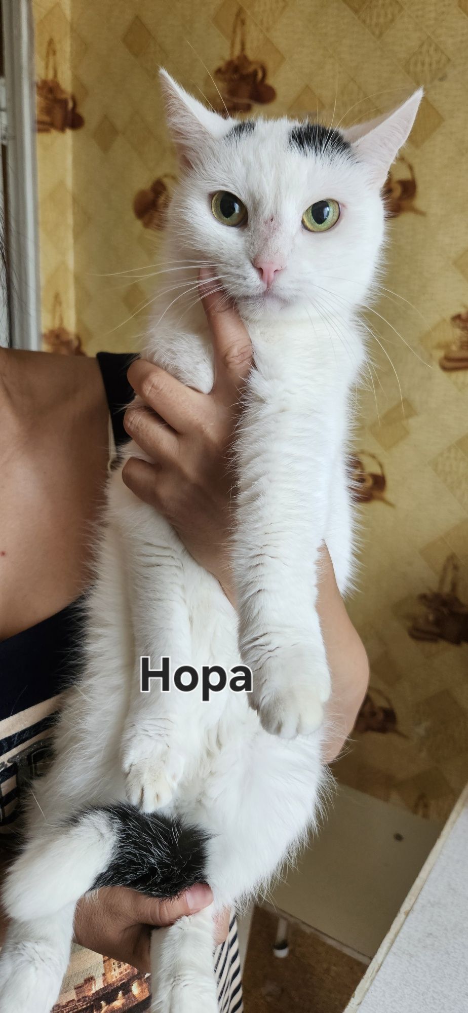Стерилизованные кошки и коты