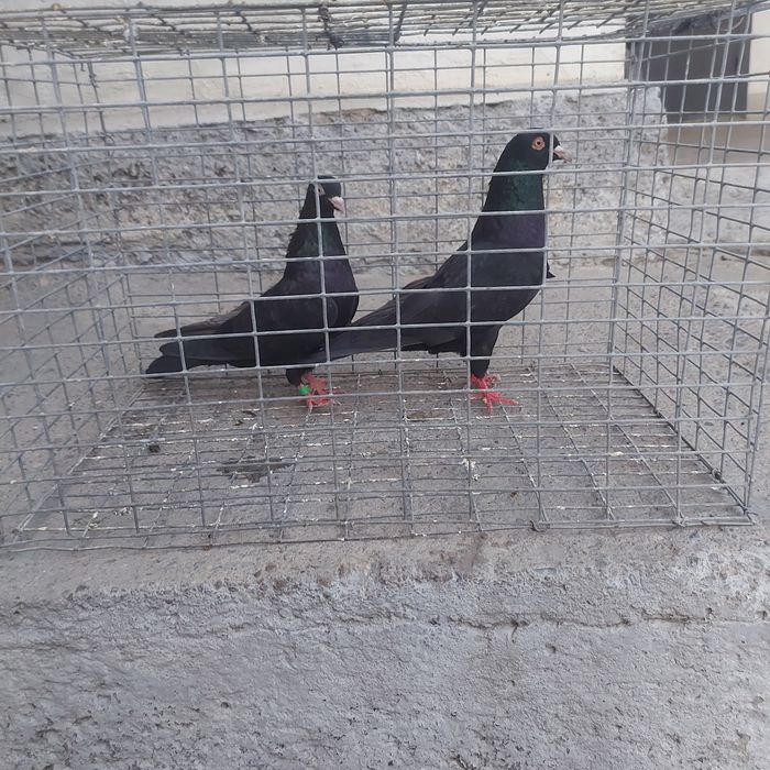 Жук Иран пара лет с игрой