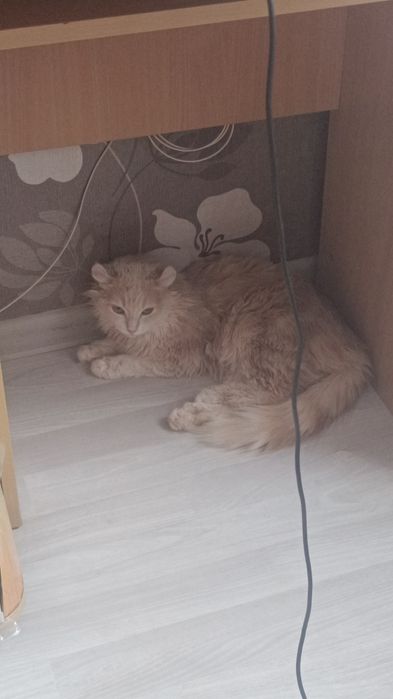 Кошечка Американский кёрл