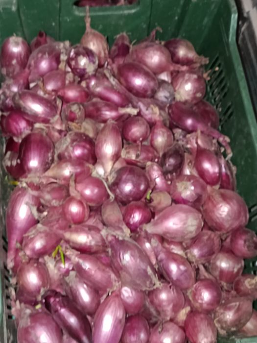 Ceapa rosie de apa lunguiata de vanzare