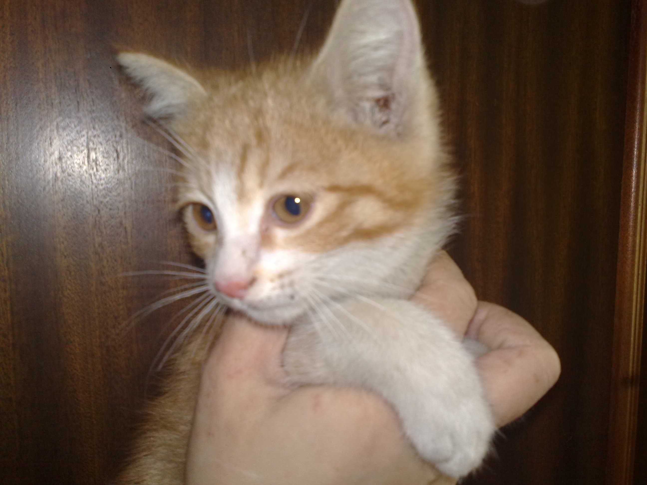 Рыжий котёнок девочка, 3 месяца