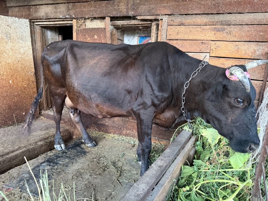 Продается Корова