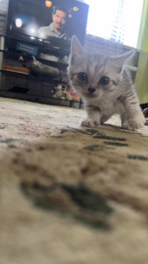 Отдадим в добрые руки