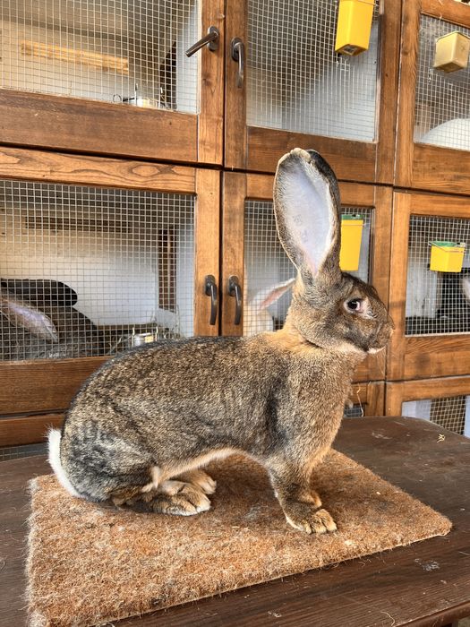 Mascul si Femela Urias German Gri