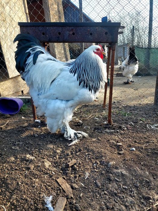 Cocosi brahma hd