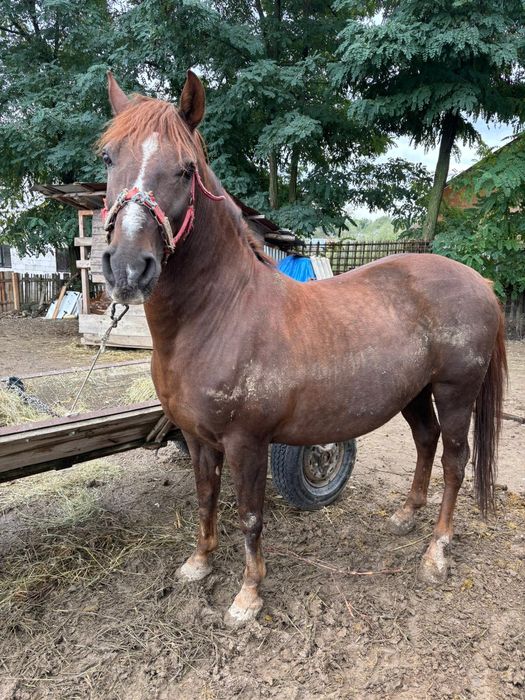 Vând cal 6 ani blând nu dau la schimb