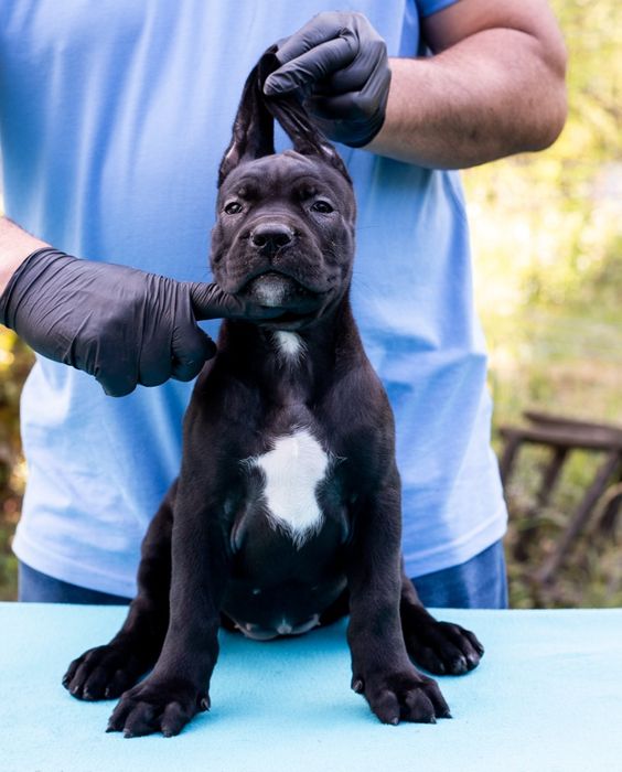 Femela superbă Cane Corso