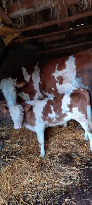 Vând două vaci ci viței