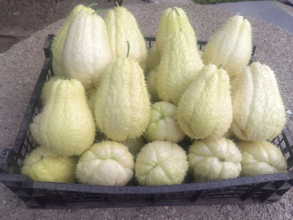 Мексиканска краставица (Чайот)