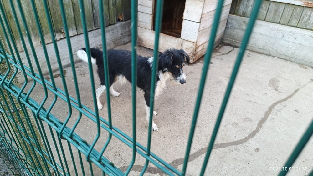 Cățel spre adopție