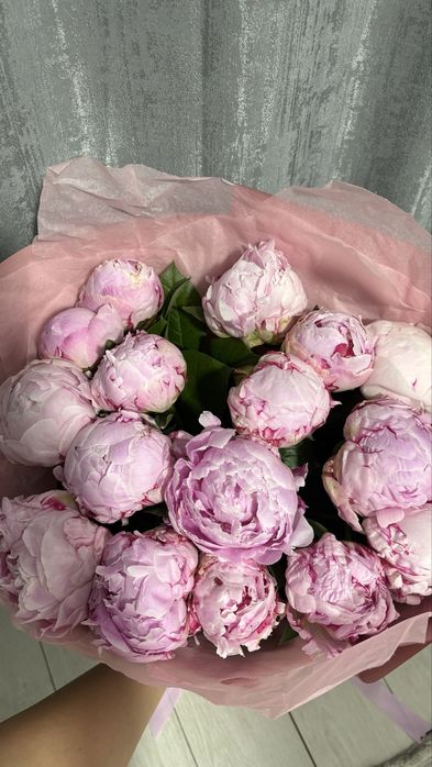 Пионы свежие 17 шт