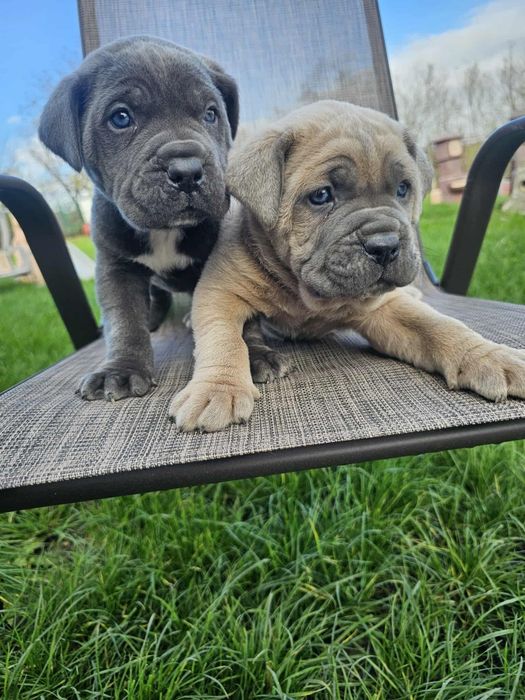 Уникални бебенца Кане карсо