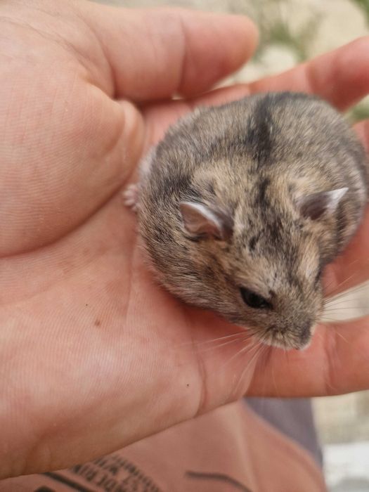 Dau hamsteri spre adoptie