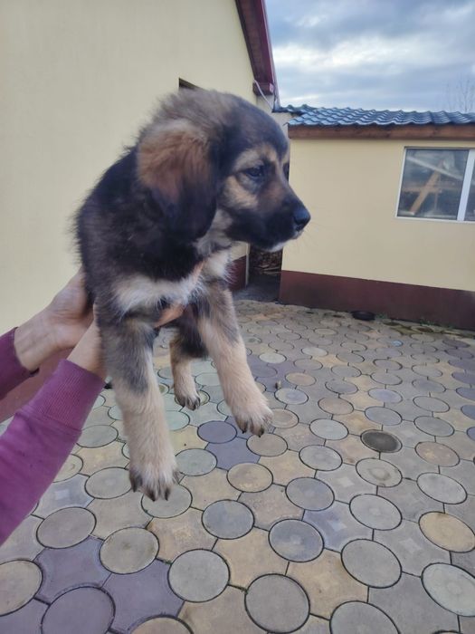 Donez  cățeluși jucausi